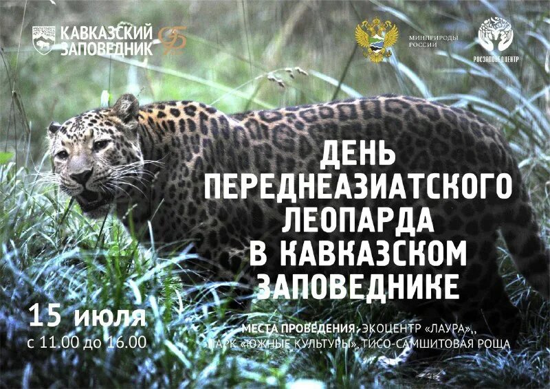 День леопарда 15 июля в Кавказском заповеднике отметят квестами, экскурсиями, лекциями, танцами и конкурсами - фото 1