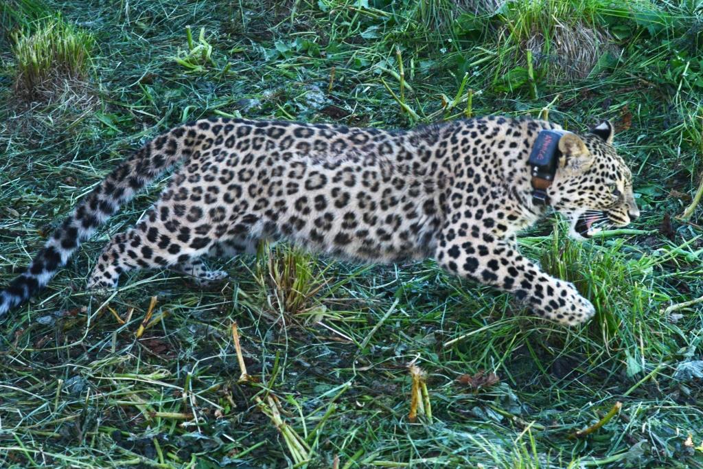 В Кавказском заповеднике выпущен в дикую природу переднеазиатский леопард - фото 1
