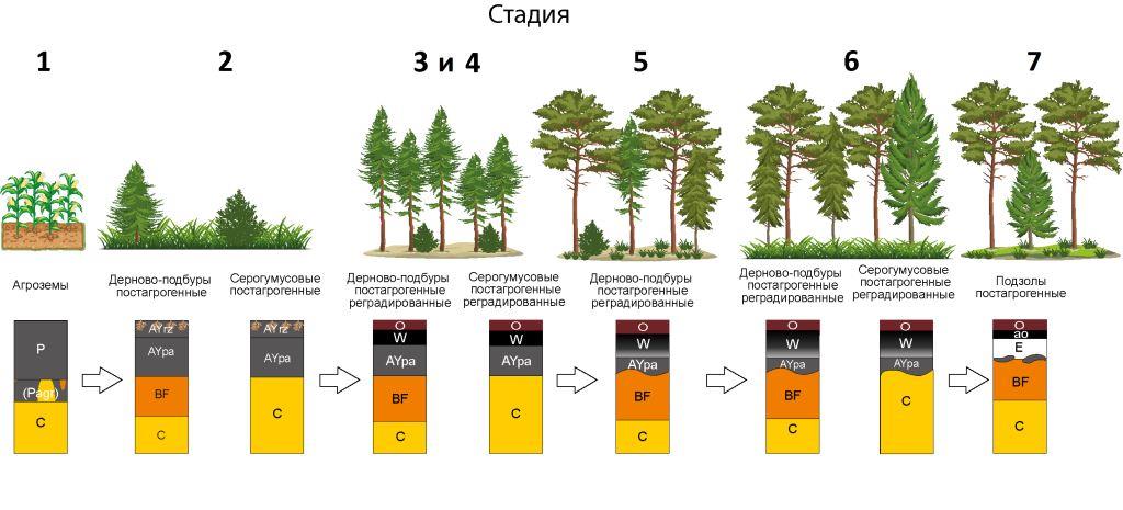 Географы МГУ выделили 7 стадий восстановления хвойных лесов в нацпарке «Смоленское Поозерье» - фото 2