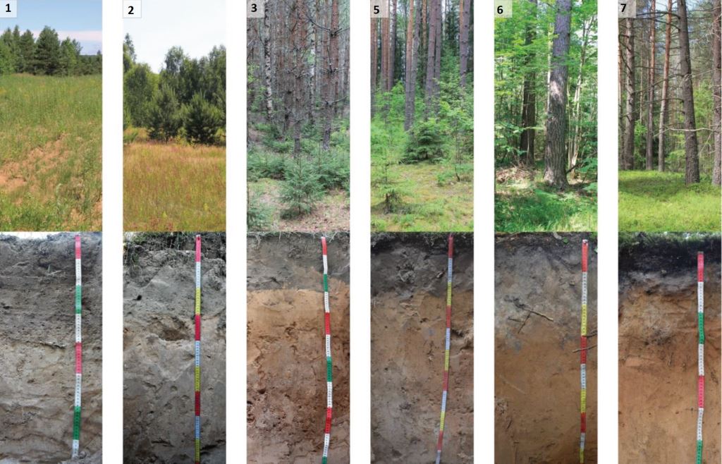 Географы МГУ выделили 7 стадий восстановления хвойных лесов в нацпарке «Смоленское Поозерье» - фото 3