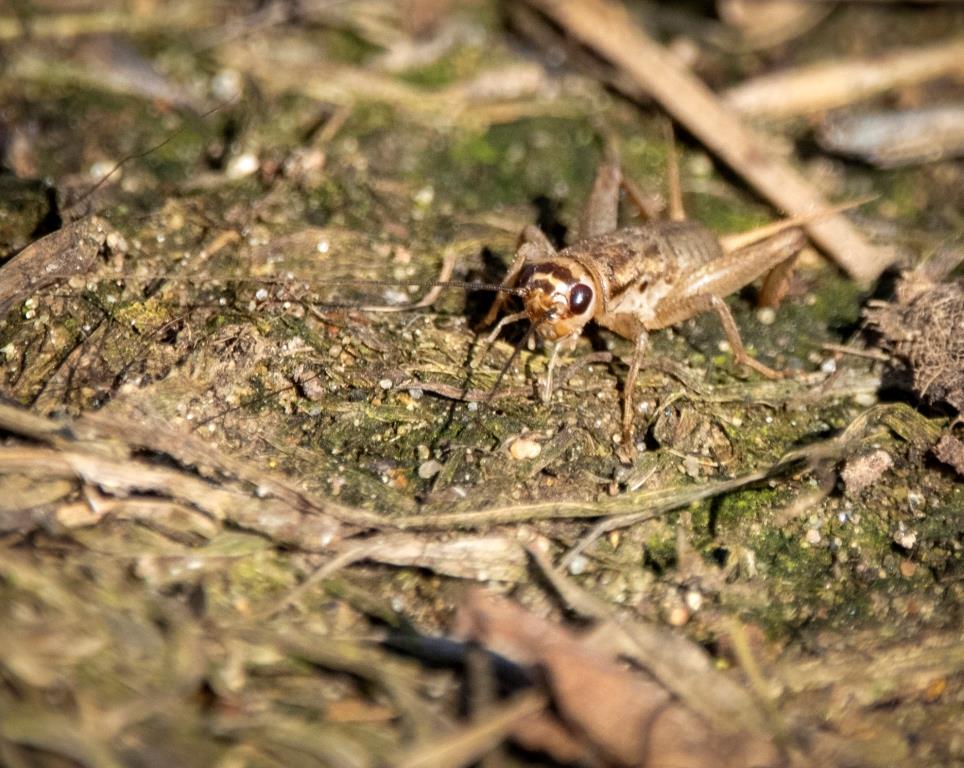 На природных территориях Москвы проснулись насекомые - фото 1