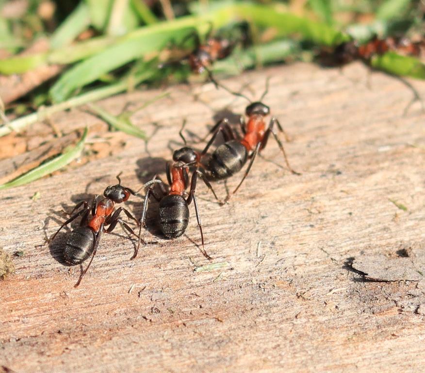 Насекомые-силачи: столичные краснокнижные муравьи начали готовиться к появлению потомства - фото 3