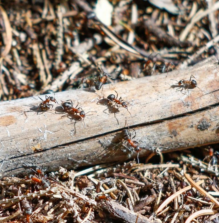 Насекомые-силачи: столичные краснокнижные муравьи начали готовиться к появлению потомства - фото 4