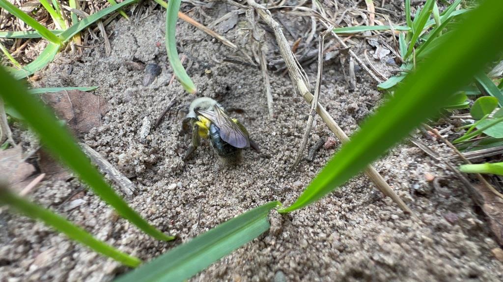 Землянки полосатых тружениц: земляные пчёлы начали подготовку к появлению нового поколения насекомых - фото 1