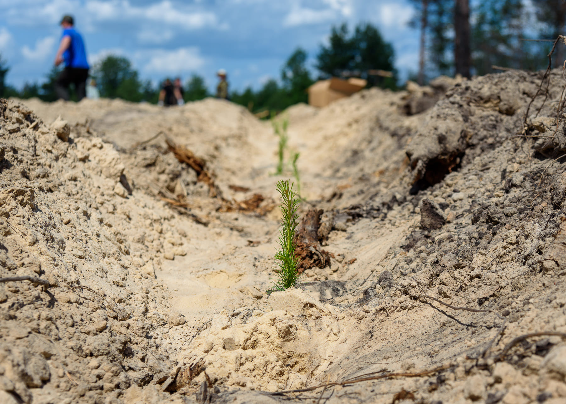 В Нижегородской области высадили 6000 сосен для восстановления сгоревшего лесного массива - фото 2