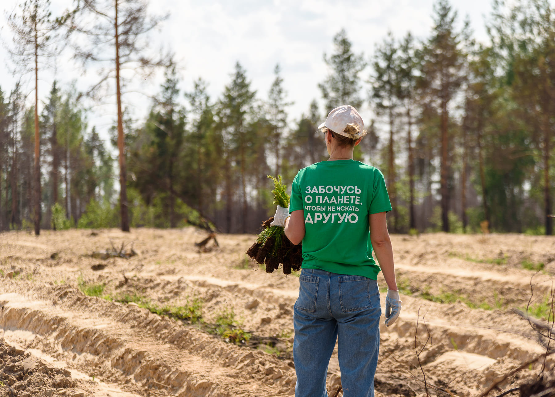 В Нижегородской области высадили 6000 сосен для восстановления сгоревшего лесного массива - фото 3