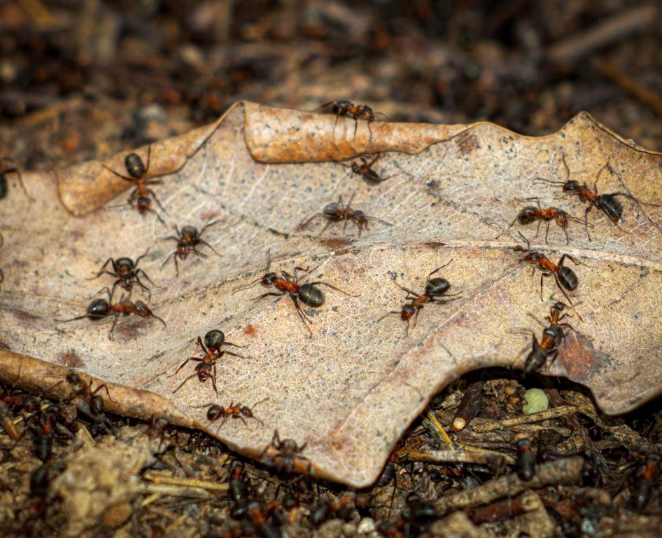 Насекомые-силачи: столичные краснокнижные муравьи начали готовиться к появлению потомства - фото 1