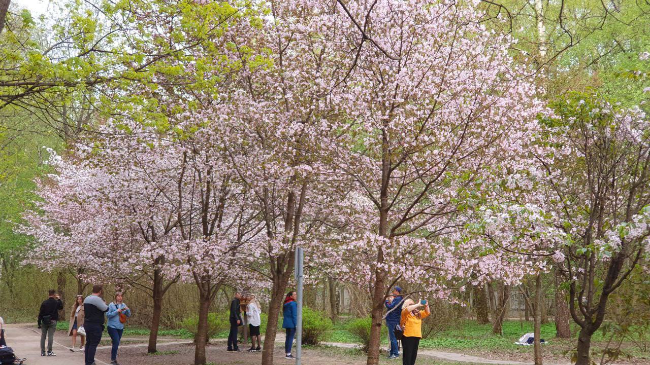 29 апреля в 12:00 состоится праздник цветения сакуры «Любование цветами» - фото 1