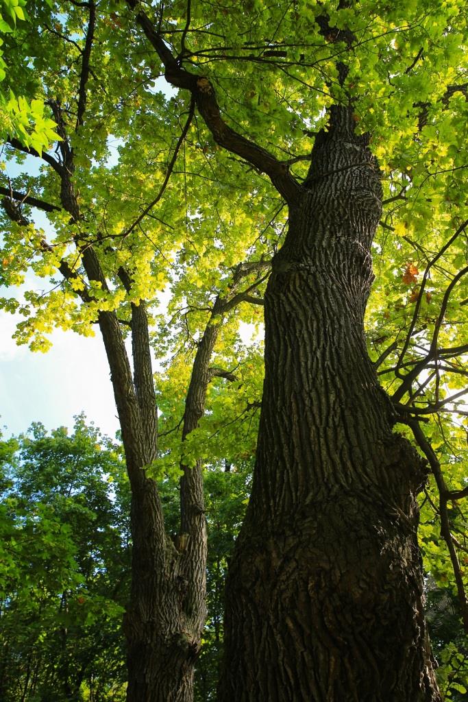 Зеленые старожилы: Мосприрода рассказала о деревьях – живых свидетелях истории - фото 1