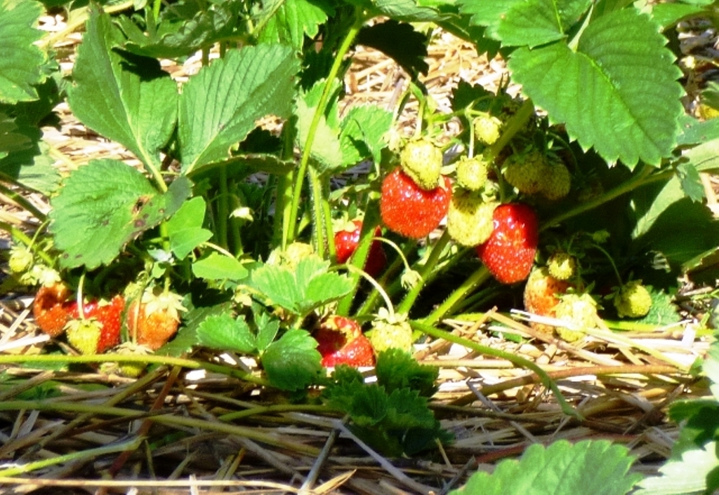 Старт сбора ягод клубники - фото 1