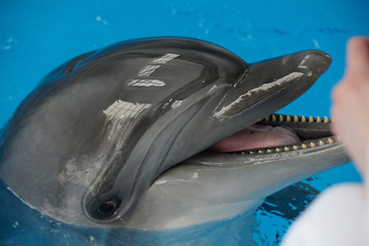 А дельфины мокрые на тебя глядят умными глазами… - фото 3