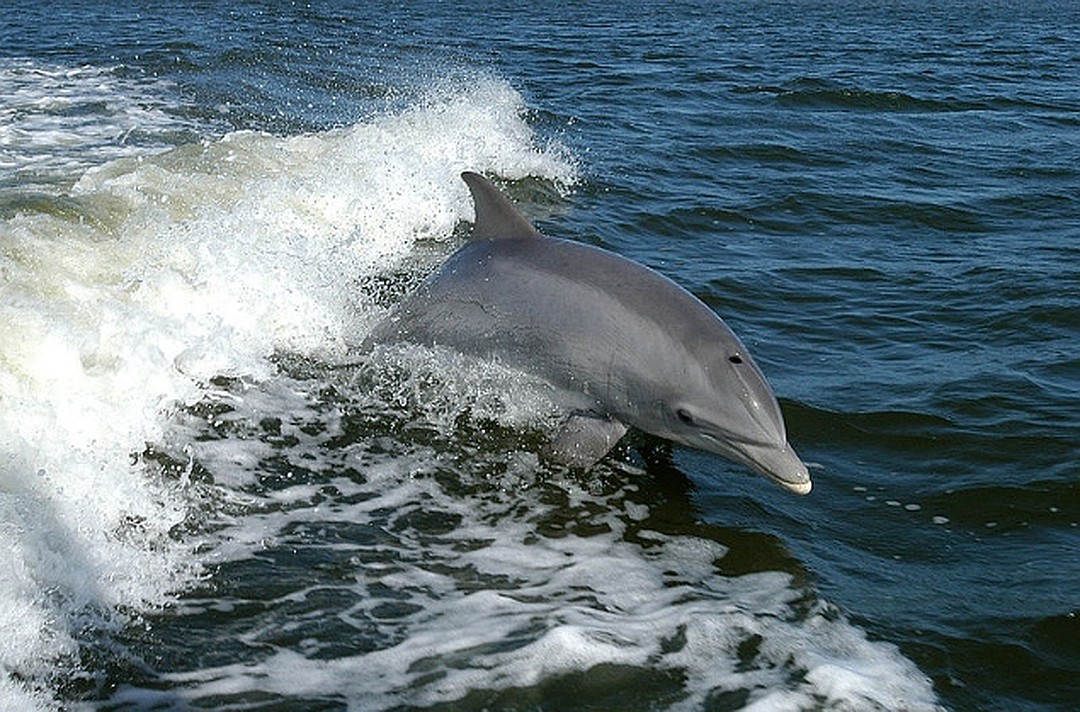 А дельфины мокрые на тебя глядят умными глазами… - фото 4