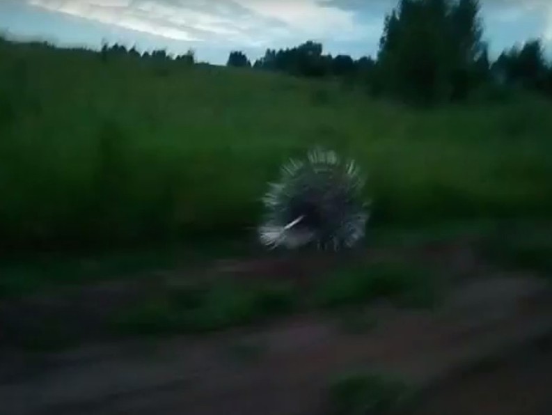 На камеру в глубинке Тверской области сняли дикобраза - фото 1