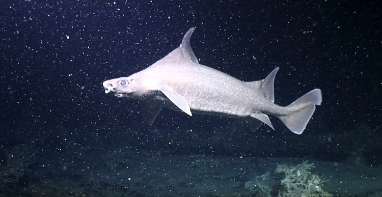 Дрон снял редкий акулий питомник на большой глубине - фото 1