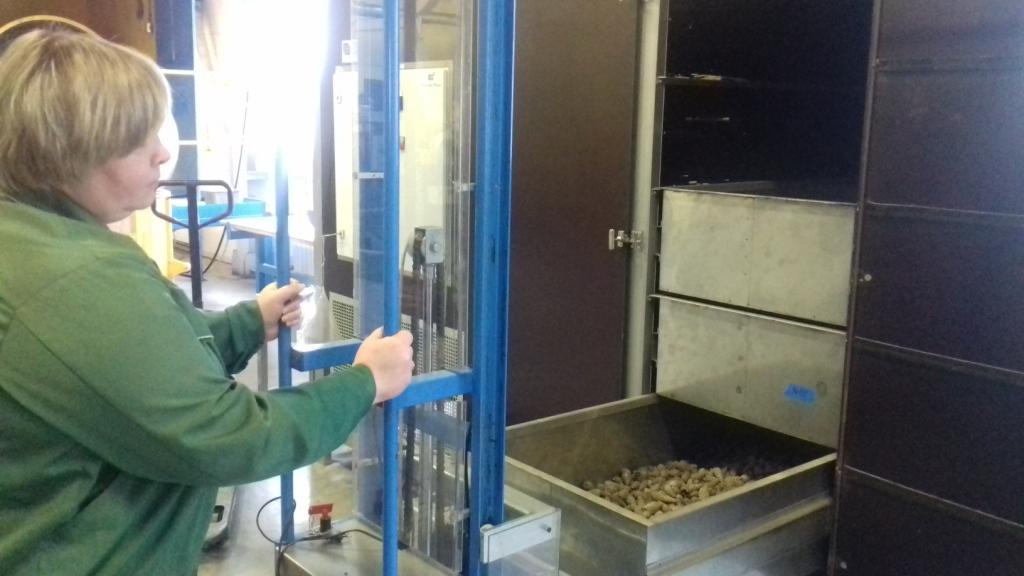 В филиалах Воронежского лесопожарного центра перерабатывают шишки сосны для получения семян главной лесной породы региона - фото 1