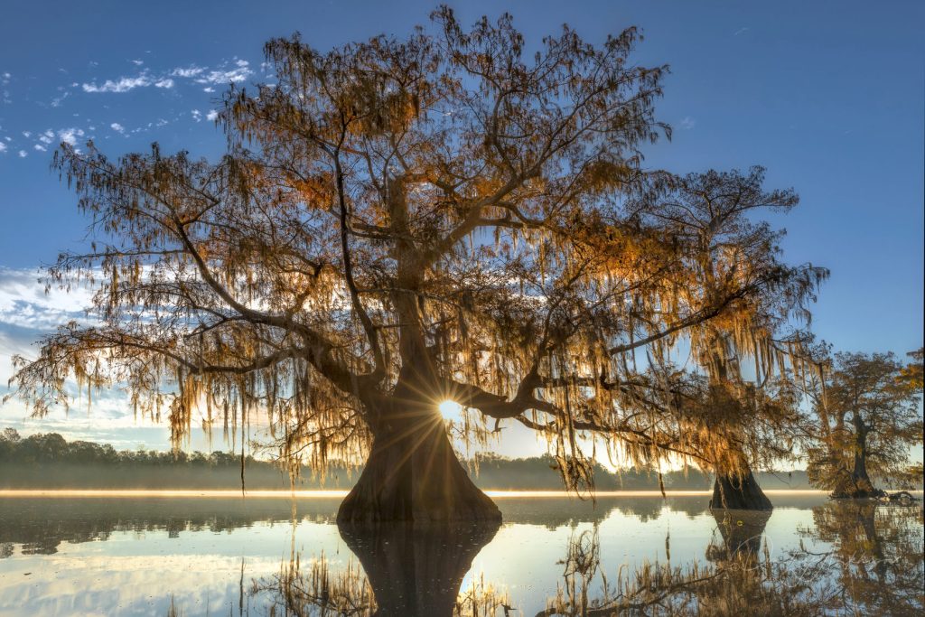 Таинство Кипарисовых болот Луизианы - фото 2