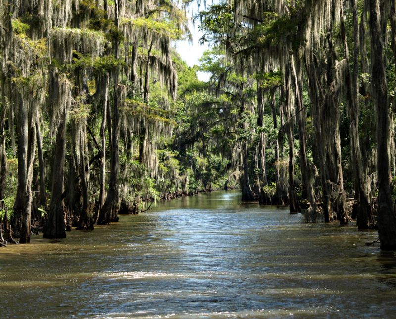 Таинство Кипарисовых болот Луизианы - фото 3