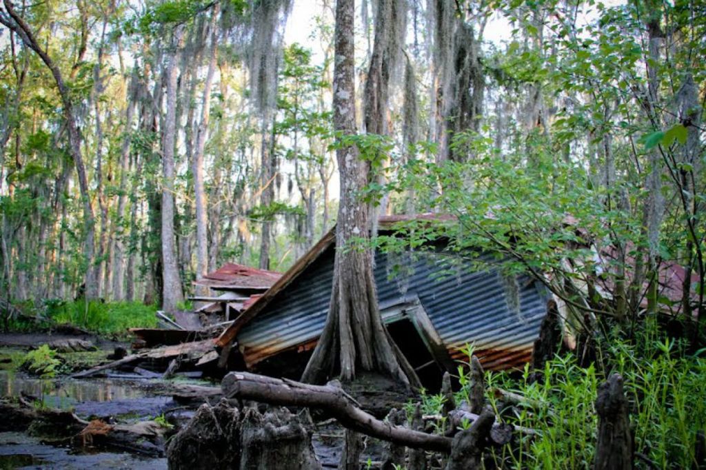 Таинство Кипарисовых болот Луизианы - фото 5