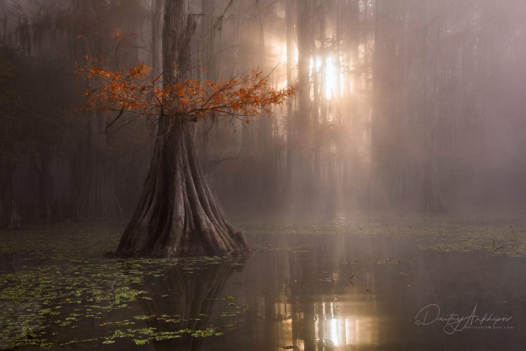 Таинство Кипарисовых болот Луизианы - фото 7