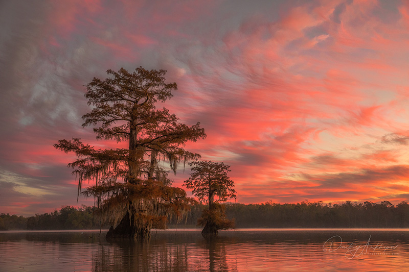 Таинство Кипарисовых болот Луизианы - фото 1