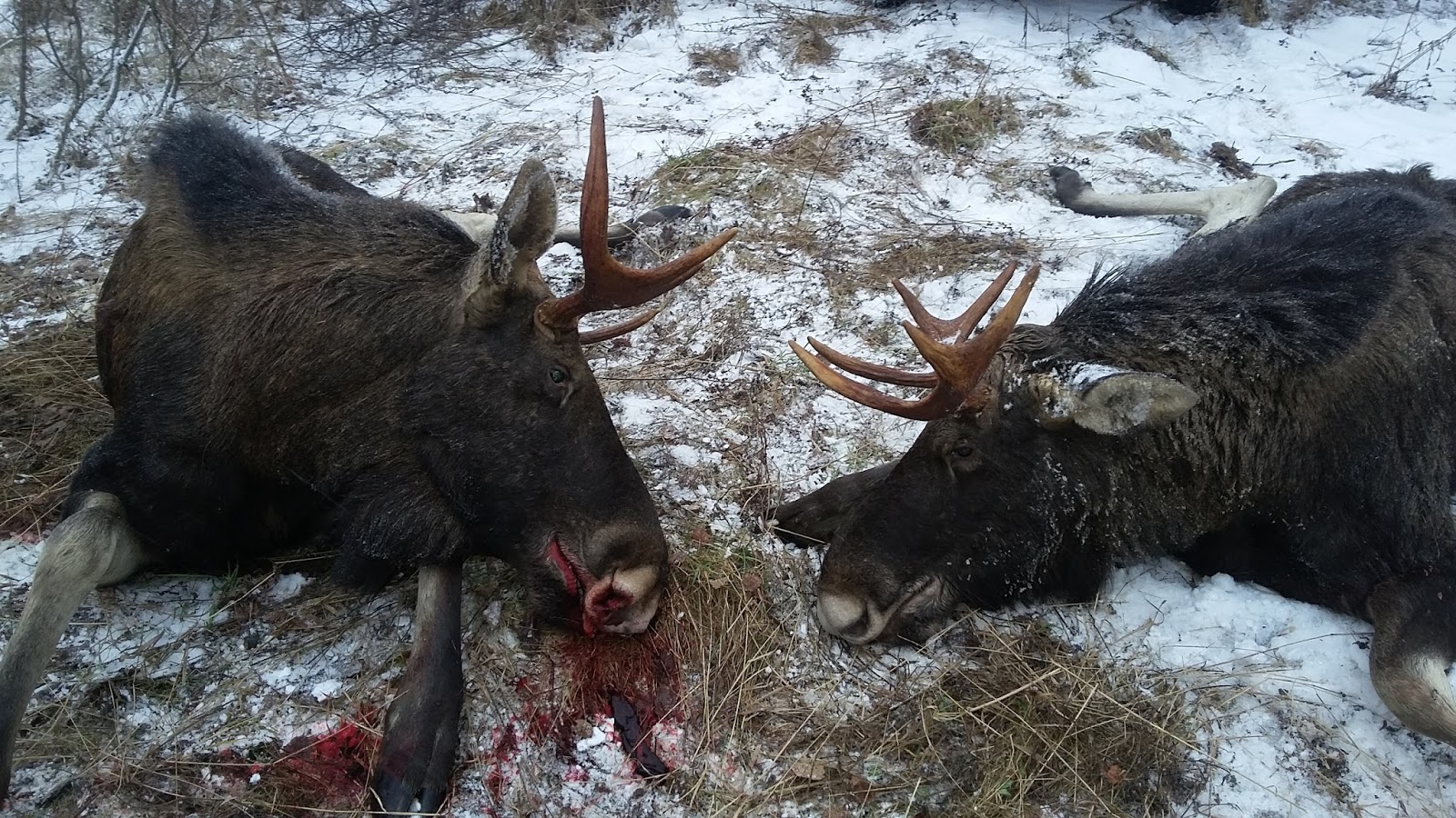 Охоту на лосей запретить: Экологи «ЭкоГрада» потребовали полного запрета охоты на лосей в Ярославской области - фото 1