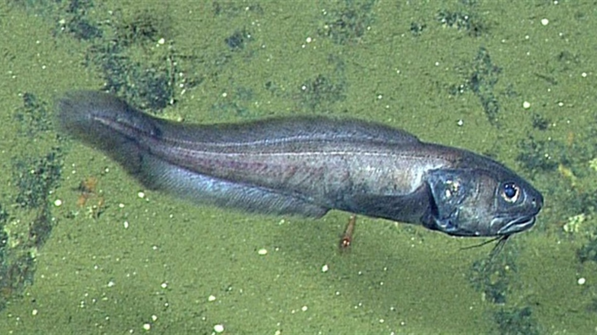 Учёные описали рыб, процветающих в "мёртвой зоне" океана - фото 1