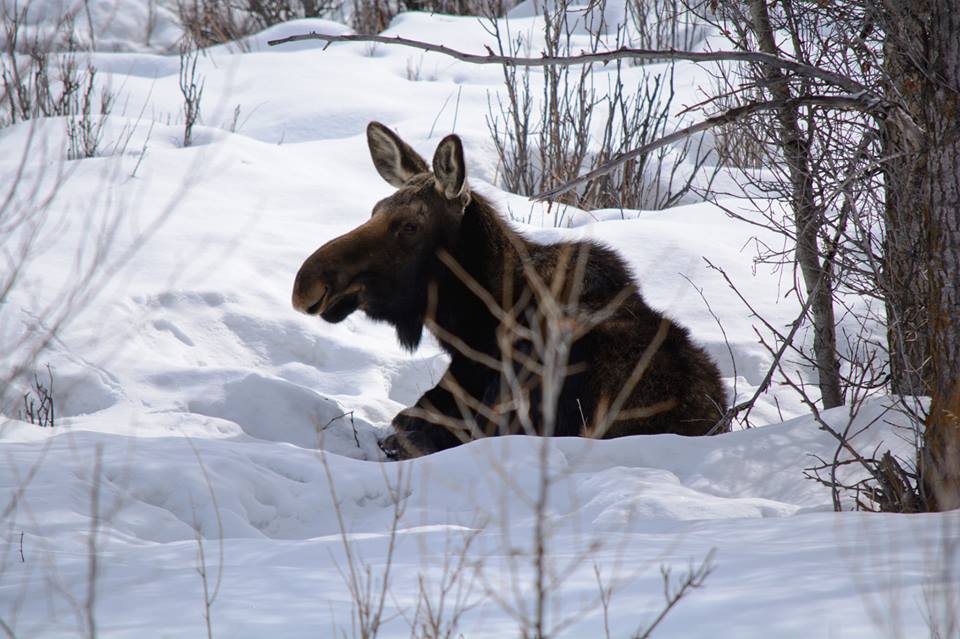Охоту на лосей запретить: Экологи «ЭкоГрада» потребовали полного запрета охоты на лосей в Ярославской области - фото 3