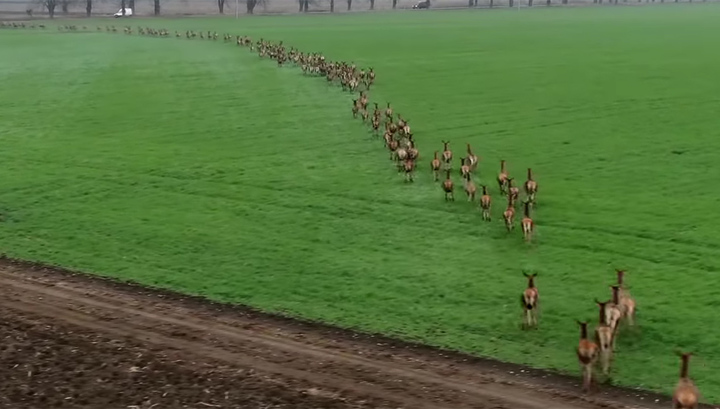 Видео про миграцию оленей в Венгрии стало миллионером - фото 1