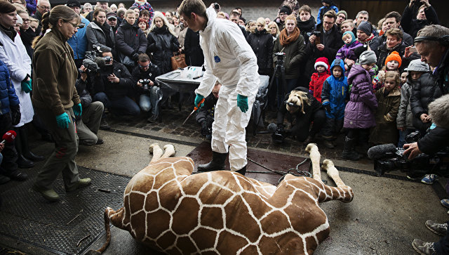 Обиделись из-за жирафа: Дания хочет дать отпор России - фото 1