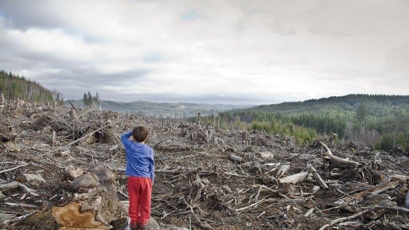 Как остановить массовое воровство российского леса для Китая - фото 4