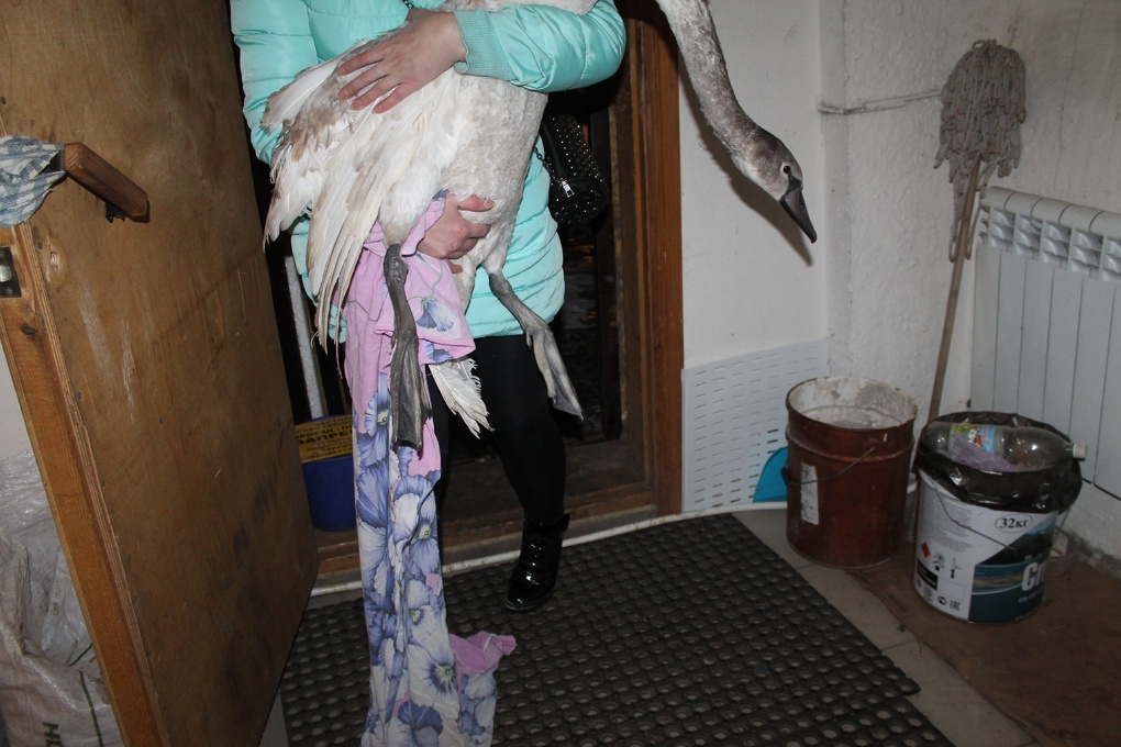 Замерзших лебедей спасла нормальная «омская пацанва» - СМИ - фото 5