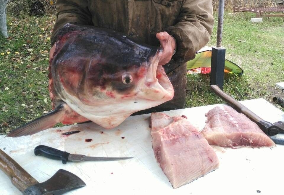 Рыбу весом в 49 килограммов выловили под Рязанью - фото 1