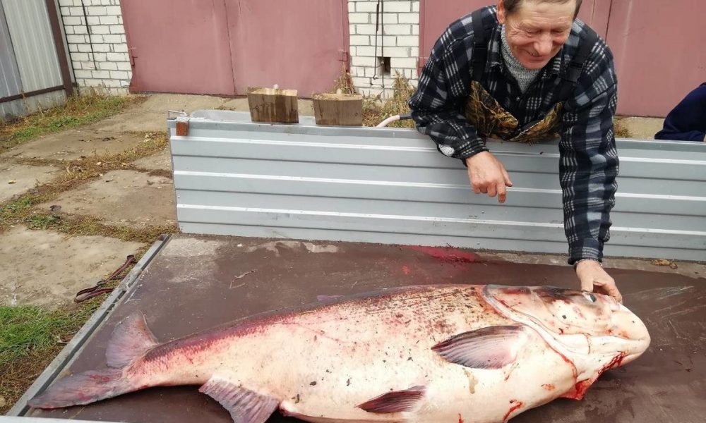 Рыбу весом в 49 килограммов выловили под Рязанью - фото 2