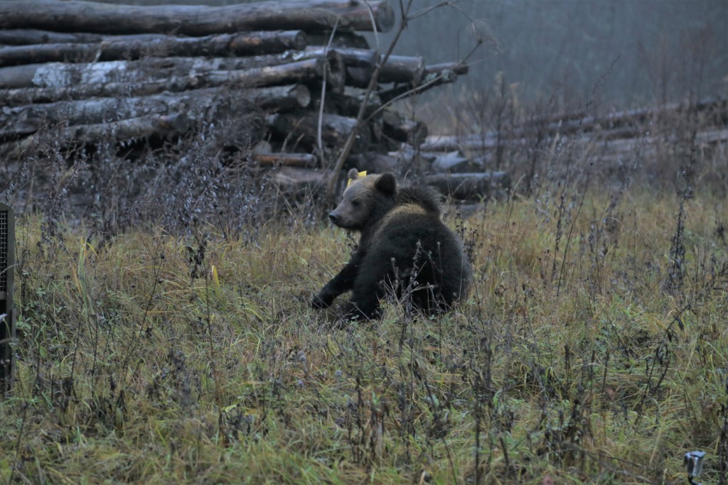 Состоялся выпуск медвежат в дикую природу  - фото 4