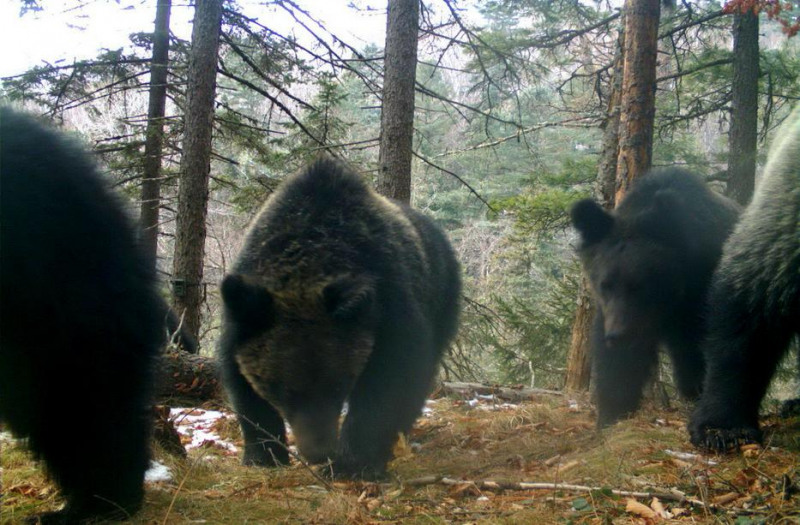 В нацпарке Приморья появилась медведица – мать – героиня, выкормившая и воспитавшая пятерых медвежат - фото 4