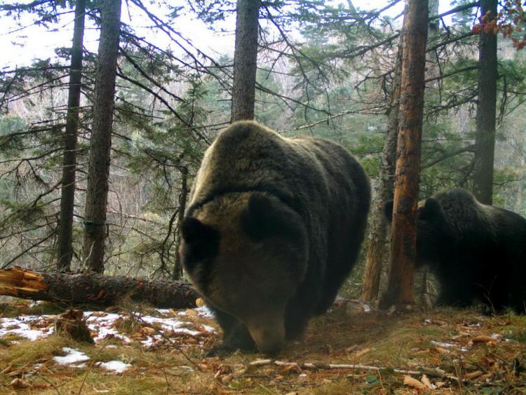 В нацпарке Приморья появилась медведица – мать – героиня, выкормившая и воспитавшая пятерых медвежат - фото 5