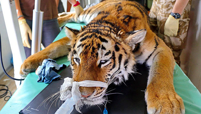 Тигрица Филиппа, выпущенная весной на волю в ЕАО, успешно охотится - фото 1