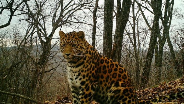 "Земле леопарда" будет присвоено имя профессора Николая Воронцова - фото 1