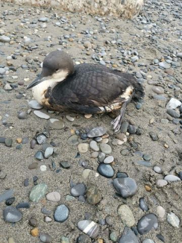 На пляжах Сочи массово находят птиц испачканных нефтепродуктами - фото 1