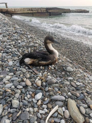 На пляжах Сочи массово находят птиц испачканных нефтепродуктами - фото 3