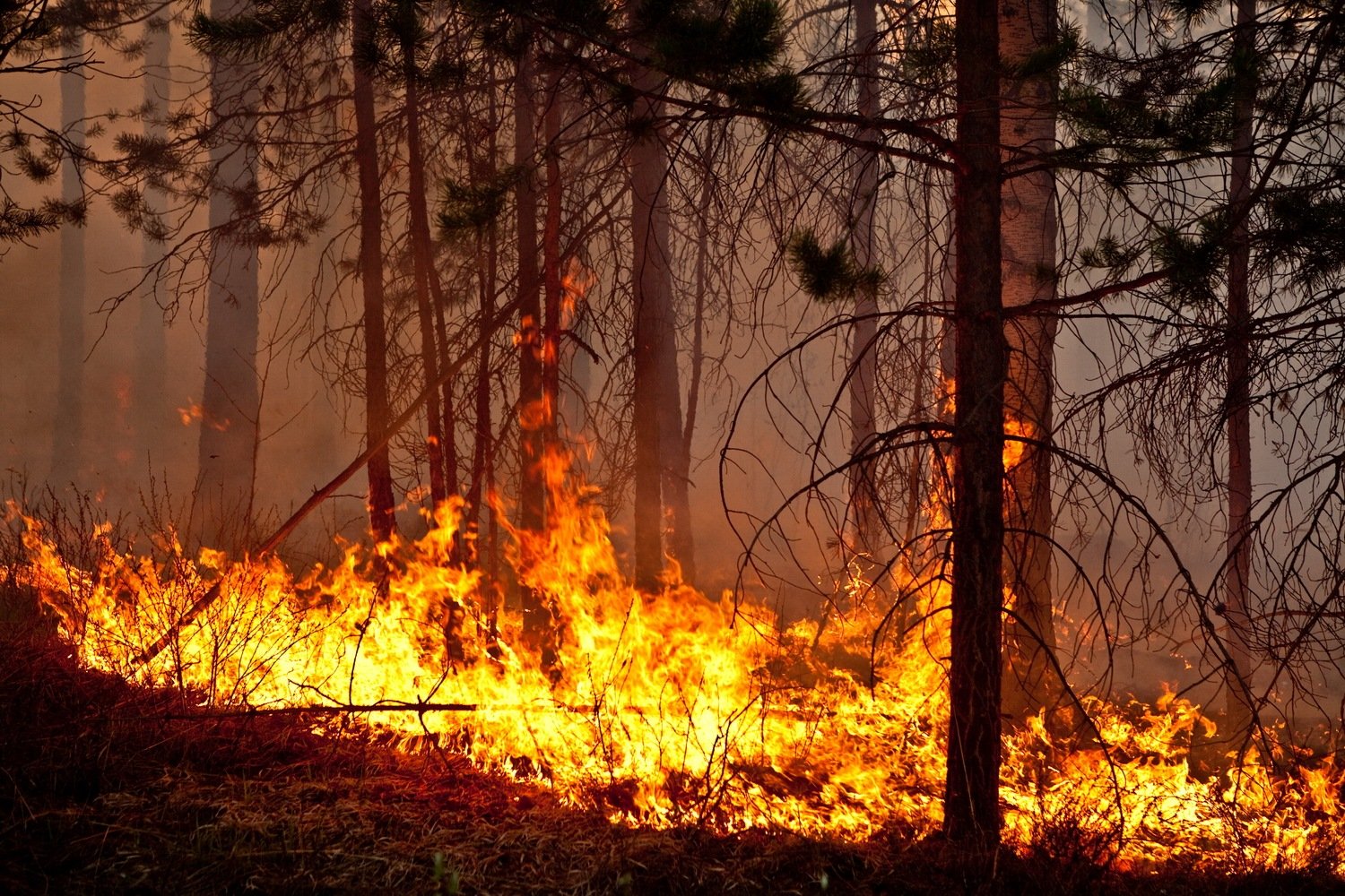 В Костромской области ликвидировано два лесных пожара - фото 1