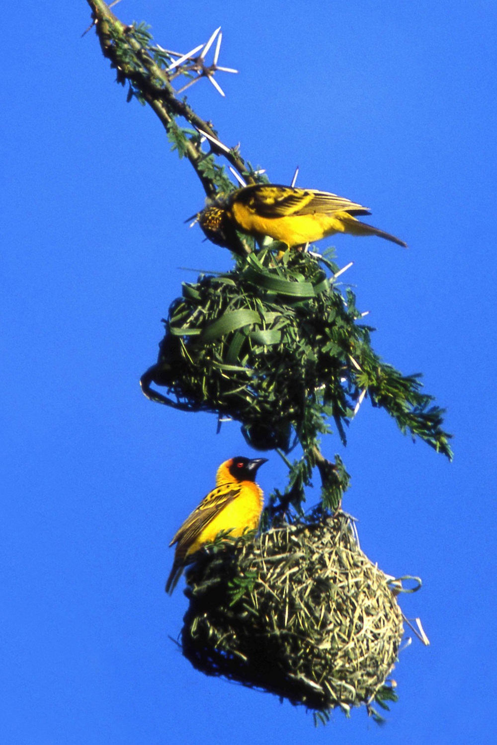 Брачные ритуалы или зигзаги любви у птиц - фото 12