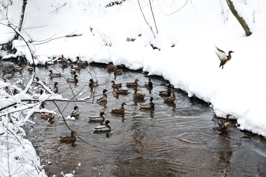 20 и 21 января на природных территориях Москвы пройдет зимний учет водоплавающих птиц - фото 1