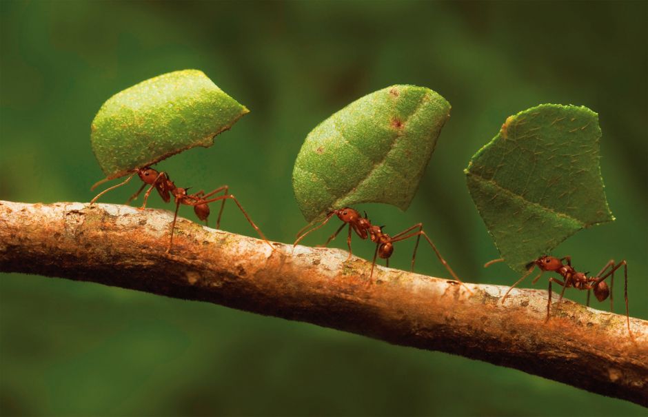 Что рассказал Василий Климов о симбиозе муравьев и бактерий - фото 1