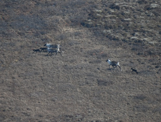 Диких северных оленей Ненецкого округа посчитали с воздуха - фото 1