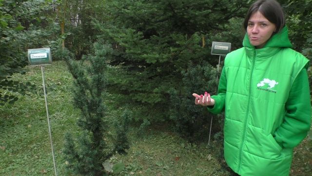 Кедровая сосна на экотропе "Леса России". Национальному парку "Лосиный остров" 39 лет - фото 10