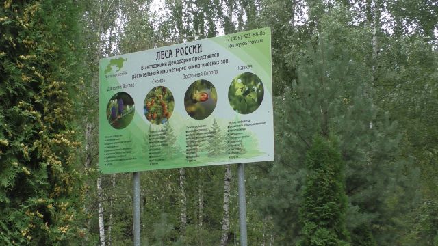 Кедровая сосна на экотропе "Леса России". Национальному парку "Лосиный остров" 39 лет - фото 2