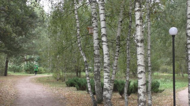 Кедровая сосна на экотропе "Леса России". Национальному парку "Лосиный остров" 39 лет - фото 7