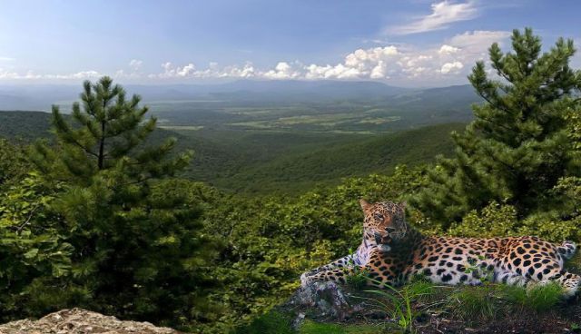 Приморье. Земля леопарда. Василий Климов - фото 13