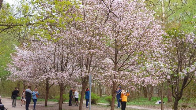 Праздник цветения сакуры в Бирюлеве - фото 1